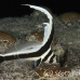 drum_spotted_dome_nwp_h_0426_tci2381.jpg